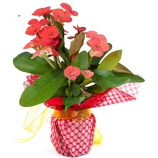 Bitkim Sende Dikenler Tacı Euphorbia Milii