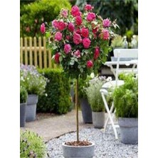 Bitkim Sende Videolu Baston Gül Yoğun Kokulu Pembe Renkli (40 60 Cm)1 Adet Aşılı Gül Walking Stick Rose