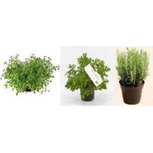 Bitkim Sende Aromatik Bitki Seti Kekik Itır Biberiye 3 Lü Set
