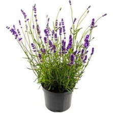 Bitkim Sende Lavanta Fidanı Saksıda
