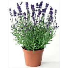 Bitkim Sende Lavanta