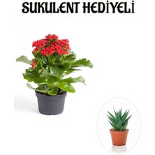 Bitkim Sende Kadınlar Gününe Özel Kırmızı Renk Kalanşo-Emel Hanım Çiçeği Sukulent Hediyeli