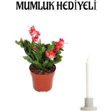 Bitkim Sende Hediyelik Kırmızı Yılbaşı Çiçeği Kadınlar Gününe Özel Mumluk Hediyeli