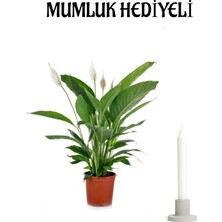 Bitkim Sende Sevgiler Gününe Özel Beyaz Barış Çiçeği Mumluk Hediyeli Ofis Bitkisi