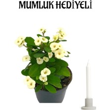 Bitkim Sende Beyaz Milli Dikenler Tacı Çiçeği Kadınlar Gününe Özel Mumluk Hediyeli Bitki