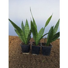 Bitkim Sende Videolu Kılıç Çiçeği (20 30 Cm)3 Adet Saksılı Iç Mekan Bitkisi Gladiolus