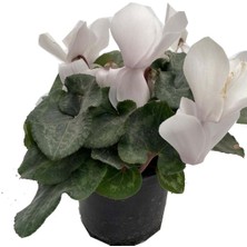 Bitkim Sende Sıklamen Hediyelik Çiçek