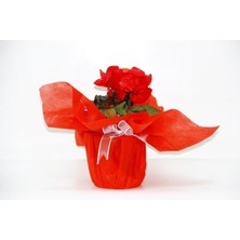 Bitkim Sende Kırmızı Siklamen Çiçeği - Kadınlar Günü ve Özel Gün Hediyesi