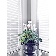 Bitkim Sende Videolu Beyaz Sıklamen Çiçeği Beyaz Renk (25 30 Cm)1 Adet Saksılı Hediyelik Bitki Cyclamen