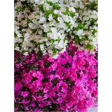 Bitkim Sende Videolu Karışık Renkli Sarmaşık Begonvil (30 60 Cm)1 Adet Saksılı Dış Mekan Bitkisi Bougainvillea