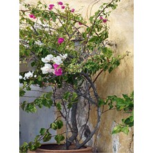 Bitkim Sende Videolu Karışık Renkli Sarmaşık Begonvil (30 60 Cm)1 Adet Saksılı Dış Mekan Bitkisi Bougainvillea