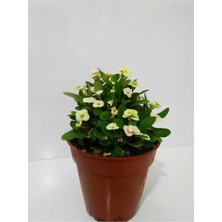 Bitkim Sende Beyaz Dikenler Tacı Euphorbia Milii