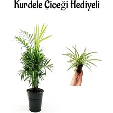 Bitkim Sende Kadınlar Gününe Özel Şamador Dağ Palmiyesi Bitkisi Kurdele Çiçeği Hediyeli