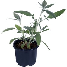 Bitkim Sende Adaçayı Bitkisi Saksı'da Içilebilir Adaçayı Salvia Officinalis