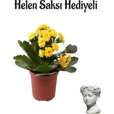 Bitkim Sende Hediyelik Sarı Renk Kalanşo(Kalanchoe) Çiçeği Kadınlar Gününe Özel Helen Saksı Hediyeli