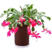 Bitkim Sende Videolu 1 Adet Pembe Renk Yılbaşı Çiçeği 10-25 cm Tüplü Çiçekli Bodur Bitkiler Zygocactus