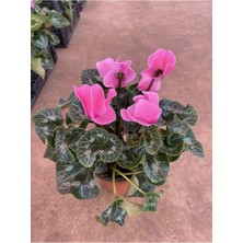 Bitkim Sende Pembe Acem Sıklameni Hediyelik Çiçek