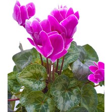 Bitkim Sende Videolu Mor Siklamen Çiçeği Bol Çiçekli (20 30 Cm)1 Adet Saksılı Ofis Bahçe Bitkisi Cyclamen