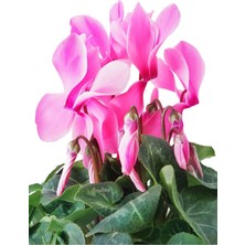 Bitkim Sende Videolu Sıklamen Çiçeği (20 30 Cm)1 Adet Saksılı Hediyelik Çiçek Bodur Bitki Cyclamen