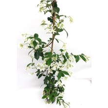 Bitkim Sende Videolu Arap Yasemini Beyaz Kokulu (80 150 Cm) 1 Adet Saksılı Dış Mekan Bitkisi White Jasmine