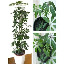 Bitkim Sende Videolu Tek Dal Tebrik Hediyesi Yeşil Şeflera Çiçeği 50-70 cm Saksılı Iç Mekan Bitki Schefflera