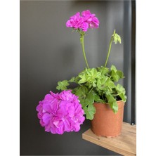 Bitkim Sende Sakız Çiçeği ( Rengi Koyu Pembedir. Boyutu 10 cm / 15 Cm’dir. )