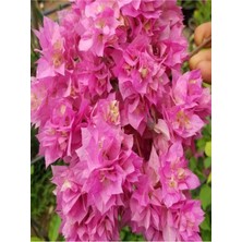 Bitkim Sende Videolu Açık Pembe Begonvil (40 60 Cm)1 Adet Saksılı Iç/ Dış Mekan Bitkisi Bougainvillea