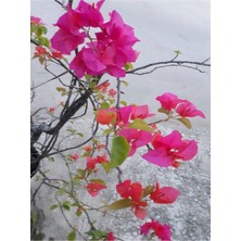 Bitkim Sende Pembe Bodur Begonvil Bougainvillea 1 ADET 10-15Cm (Ev - Balkon Begonvil)
