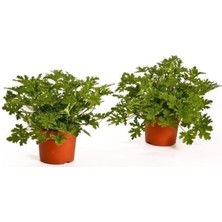 Bitkim Sende Saksılı Itır Çiçeği 2 Adet