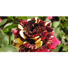 Bitkim Sende Sihirbaz Gülü 1 Çiçeği Fidanı Saksılı 40 cm 60 cm