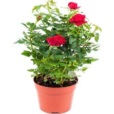 Bitkim Sende Videolu Kokulu Kırmızı Gül 1 Adet Saksılı (50-70CM) Aşılı Gül (Red Rose)