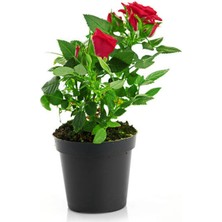 Bitkim Sende Videolu Kokulu Kırmızı Gül 1 Adet Saksılı (50-70CM) Aşılı Gül (Red Rose)