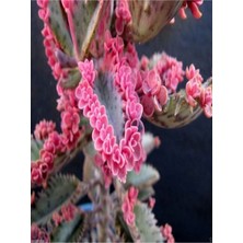 Bitkim Sende Videolu 1 Adet Pembe Aşkın Gözyaşı Çiçeği 5-15 cm Saksılı Çiçekli Bodur Bitki Butterflies Kalanchoe