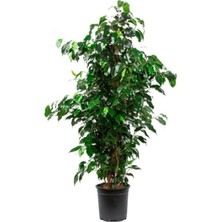 Bitkim Sende Ficus Benjamin Salon Bitkisi 60-100CM