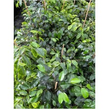 Bitkim Sende Ficus Benjamin Salon Bitkisi 60-100CM