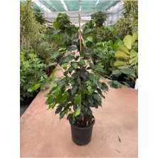 Bitkim Sende Ficus Benjamin Salon Bitkisi 60-100CM