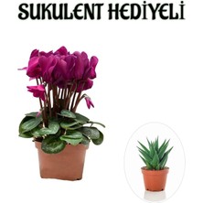 Bitkim Sende Hediyelik Fuşya Renk Sıklamen Çiçeği Kadınlar Gününe Özel Sukulent Hediyeli