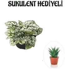 Bitkim Sende Beyaz Renk Zarif Yapraklı Hostes Çiçeği Kadınlar Gününe Özel Sukulent Hediyeli