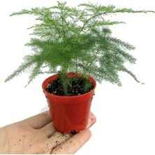 Bitkim Sende Hediyelik Fuşya Renk Sıklamen Çiçeği Kadınlar Gününe Özel Tül Kuşkonmaz