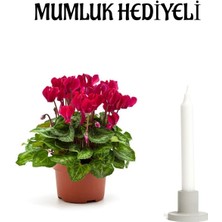 Bitkim Sende Hediyelik Mürdüm Renk Sıklamen Çiçeği Kadınlar Gününe Özel Mumluk Hediyeli