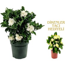 Bitkim Sende Videolu 1 Adet Sevgililer Gününe Özel Gardenya Çiçeği 20-30CM Saksılı Dikenler Tacı Hediye Gardenia