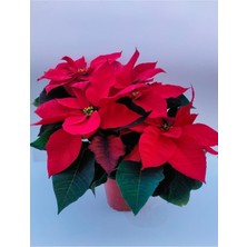 Bitkim Sende Ponsetya Atatürk Çiçeği 17 Cm'lik Saksıda Canlı Bitki Poinsettia