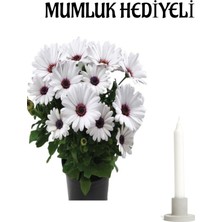 Bitkim Sende Hediyelik Beyaz Bodrum Papatyası Kadınlar Gününe Özel Mumluk Hediyeli