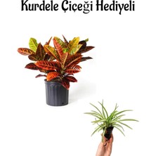 Bitkim Sende Renkli Yapraklı Kraton Çiçeği Kadınlar Gününe Özel Kurdele Çiçeği Hediyeli Bitki