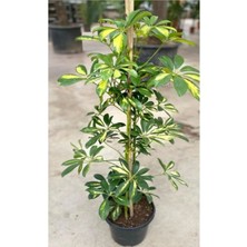 Bitkim Sende Videolu Tek Dal Yeni Iş Hediyesi Alacalı Şeflera Çiçeği 40-80 cm Saksılı Iç Mekan Bitki Schefflera