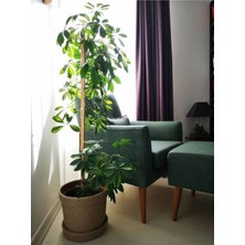 Bitkim Sende Videolu Şeflera Bitkisi (80 90 Cm)1 Adet Saksılı Hediyelik Ofis Ev Bitkisi Schefflera