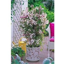 Bitkim Sende Videolu Çin Yasemini Kokulu Beyaz Renkli (20 60CM) 1 Adet Saksılı Fidan Jasminum Polyanthum Jasmine