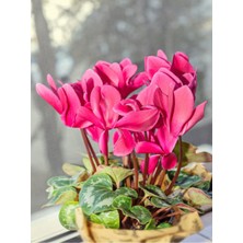 Bitkim Sende Videolu 1 Adet Kadınlar Günü Özel Pembe Sıklamen Çiçeği 20-35CM Saksılı Sukulent Hediye Cyclamen
