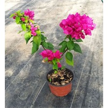 Bitkim Sende Videolu Çiçekli Bodur Begonvil (Çalı Tipi Begonvil) Saksıda Fuşya Renkli (15-30)1 Adet Bougainvillea