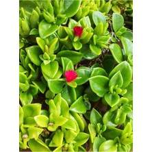 Bitkim Sende Videolu 2 Adet Mor Renk Buz Çiçeği 5-15 cm Saksılı Çiçekli Bodur Bitkiler Mesembryanthemum